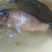 鲫鱼