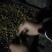 石橄榄