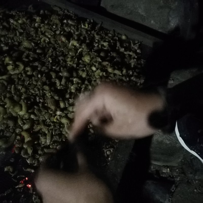 石橄榄