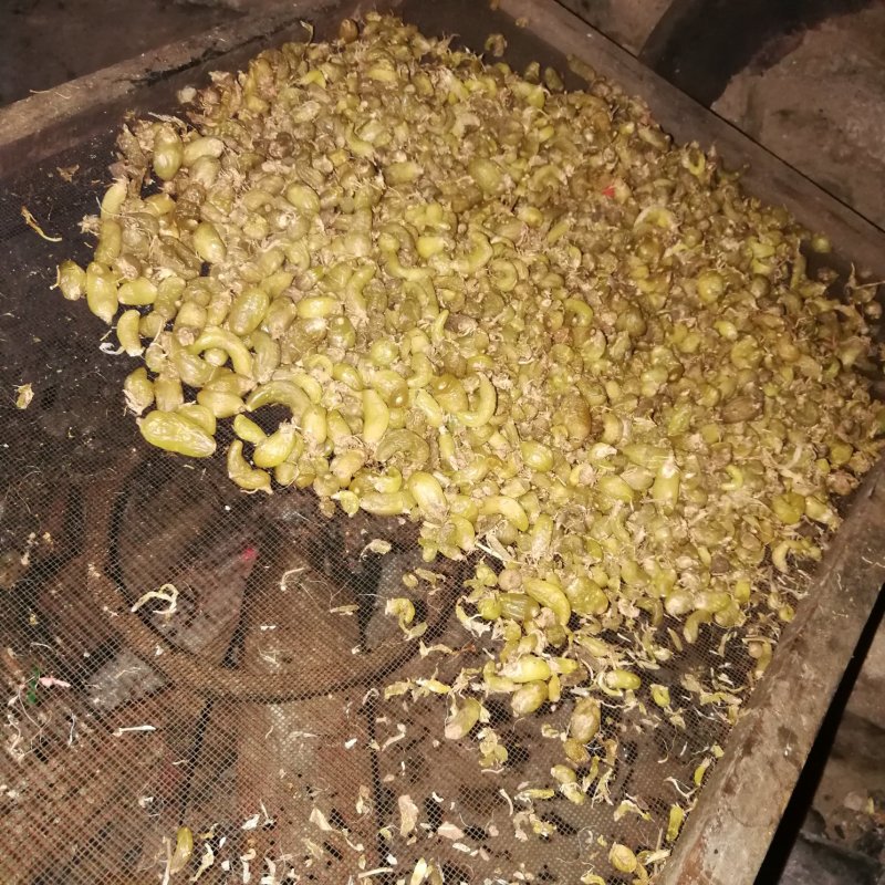 石橄榄