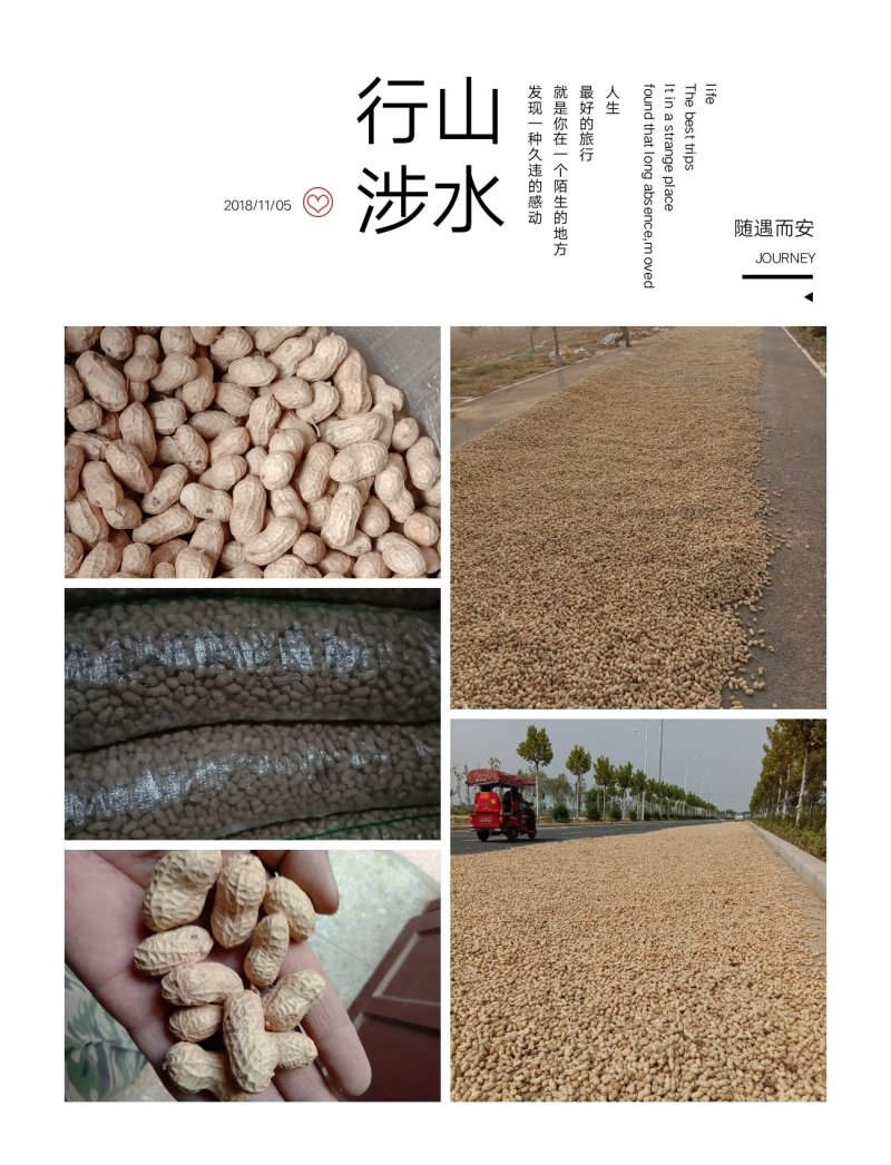 花生种子