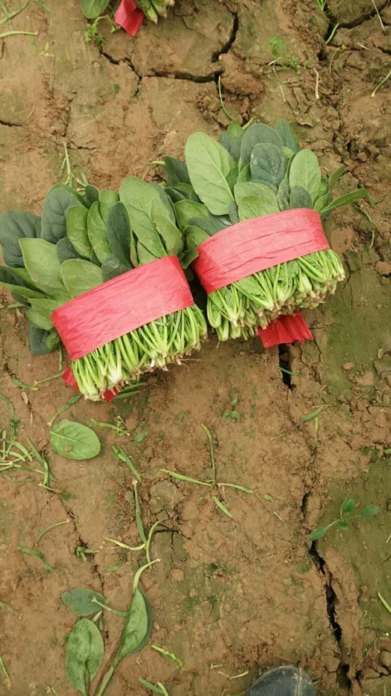 精品万亩菠菜品种齐全各种包装代发全国