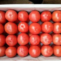 蔬菜西红柿，茄子