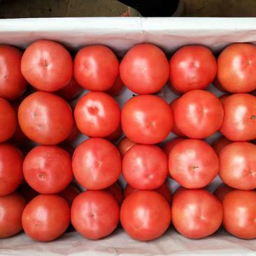 蔬菜西红柿，茄子