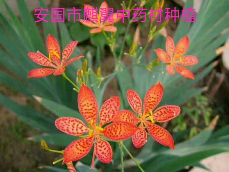 射干籽