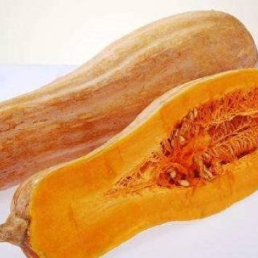 金韩密本南瓜