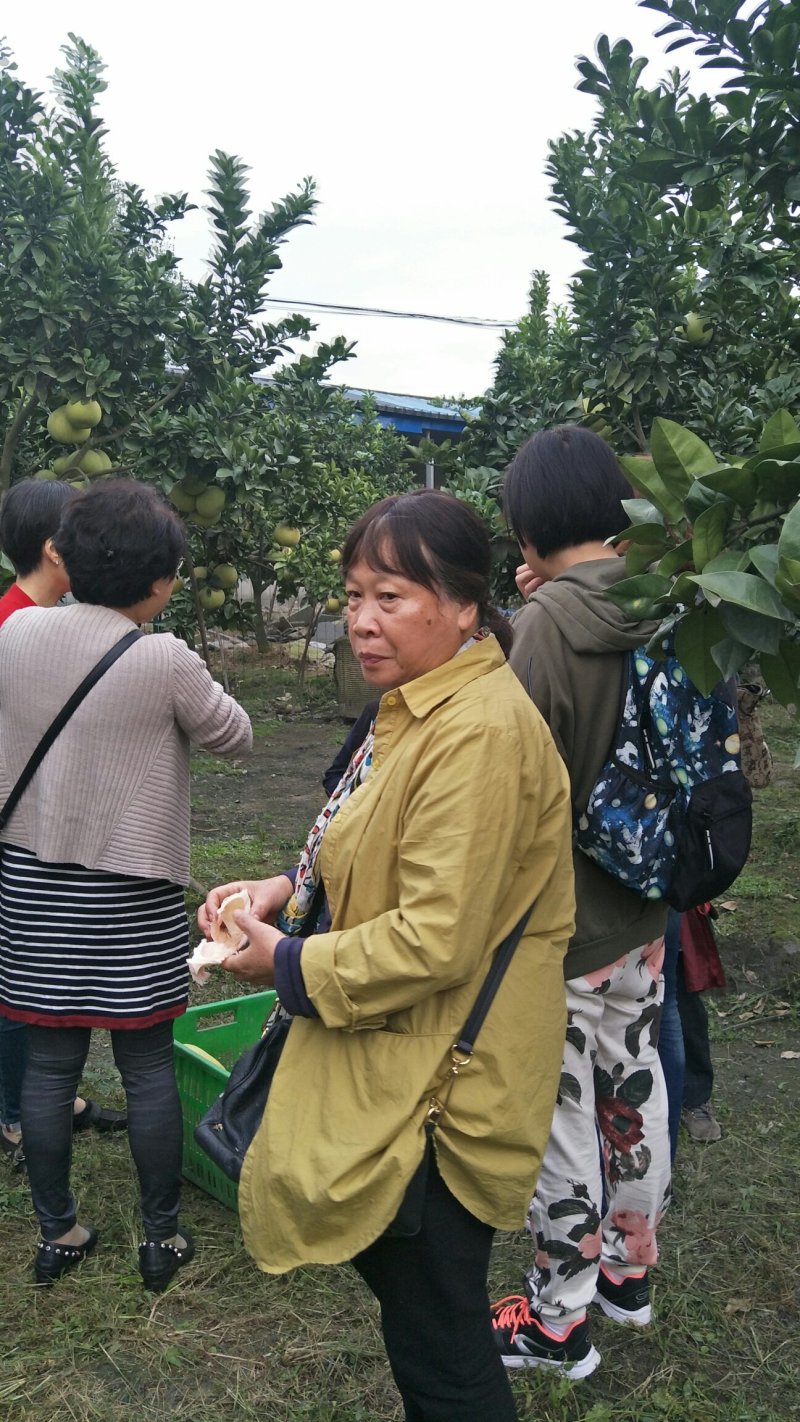 新都柚子树
