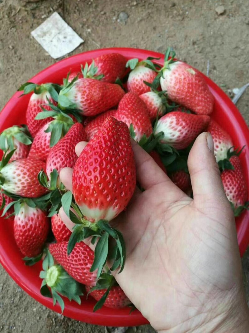 章姬草莓15~40克
