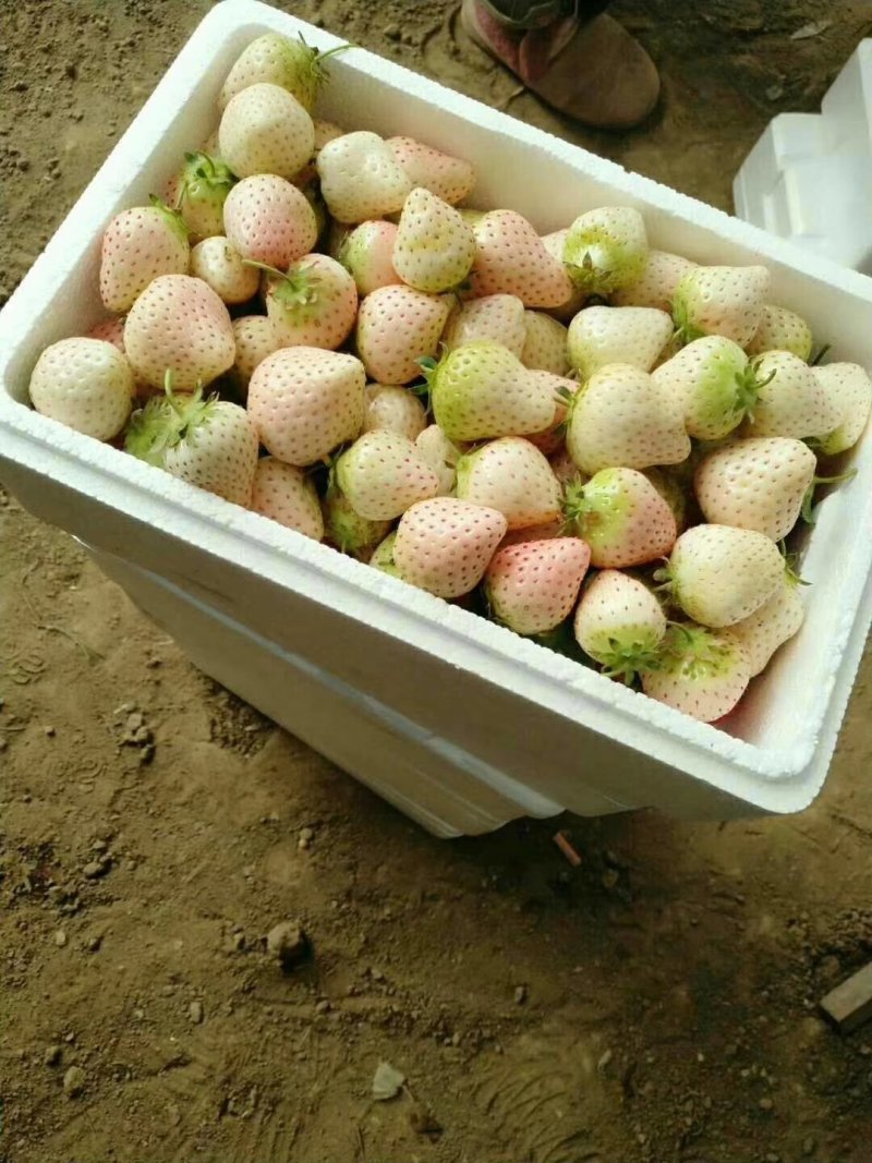 章姬草莓15~40克