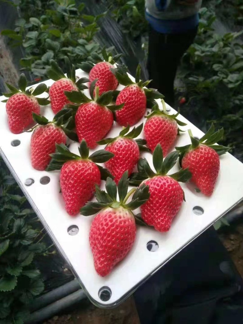 章姬草莓15克~50克