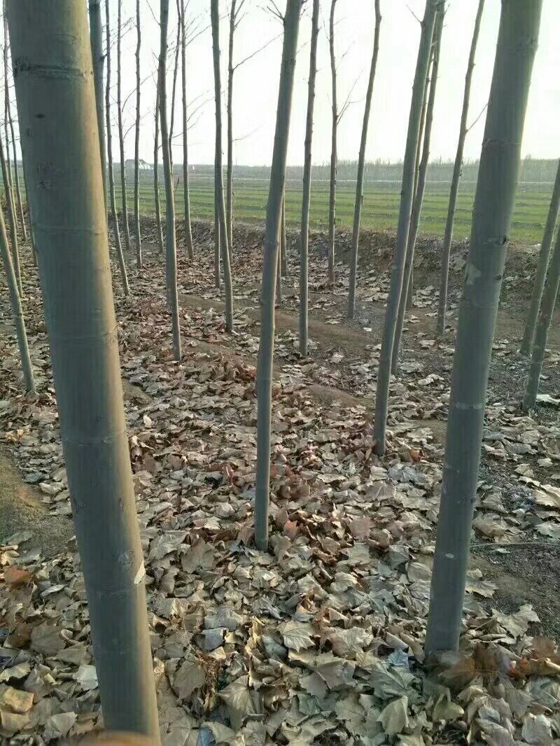 五公分法桐五到十公分法桐山西法桐