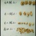 核桃仁一手货源批发