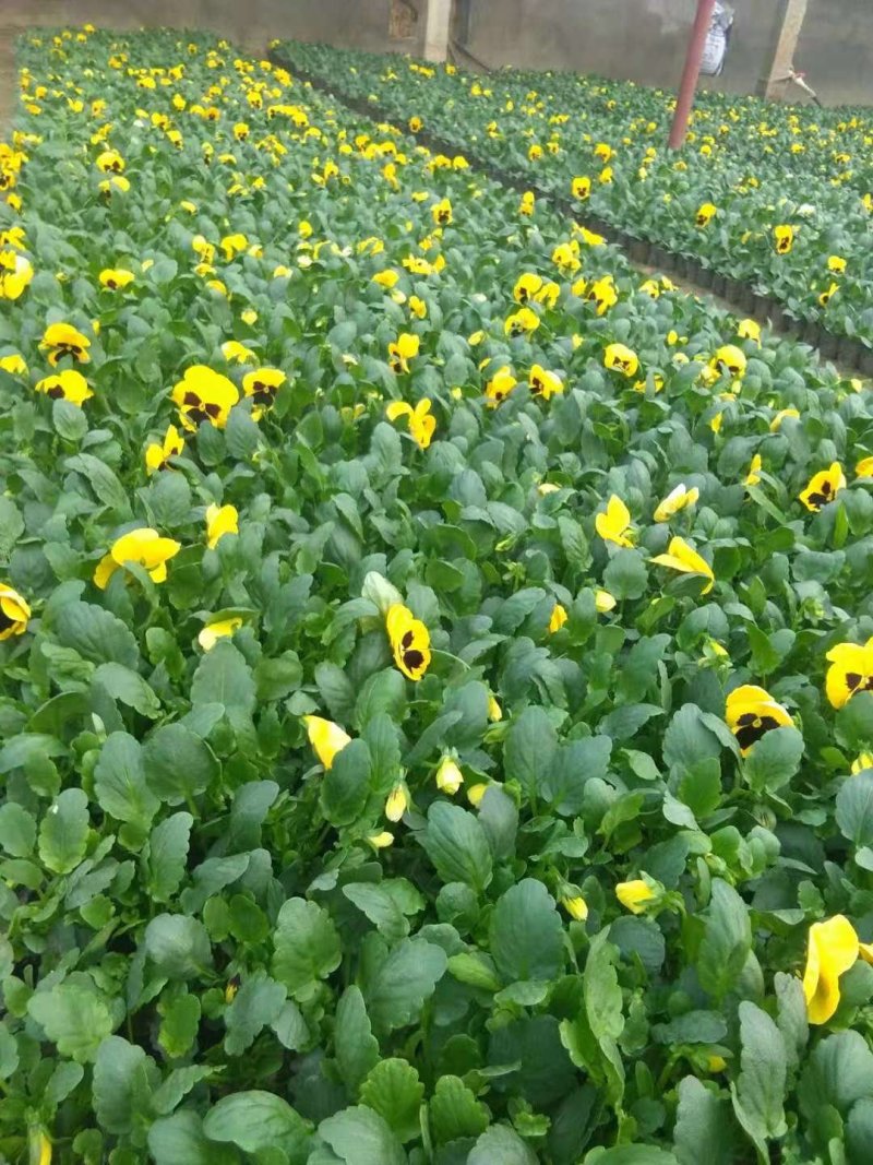 角堇，多色，常年供应，量大，质优