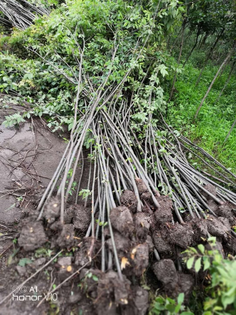 榉树红叶榉树苗2公分8装车红榉榉树苗