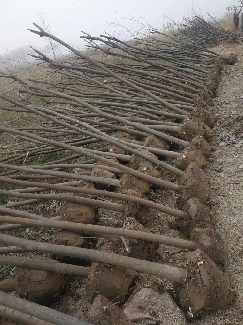 榉树红叶榉树苗2公分8装车红榉榉树苗