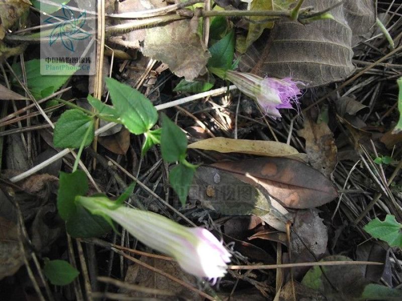 红花龙胆草