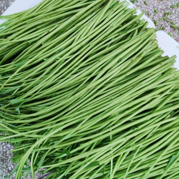 芦蒿泥蒿2019年3月1日持续有货中