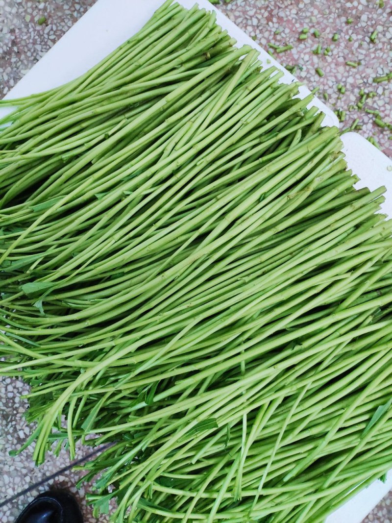 芦蒿泥蒿2019年3月1日持续有货中