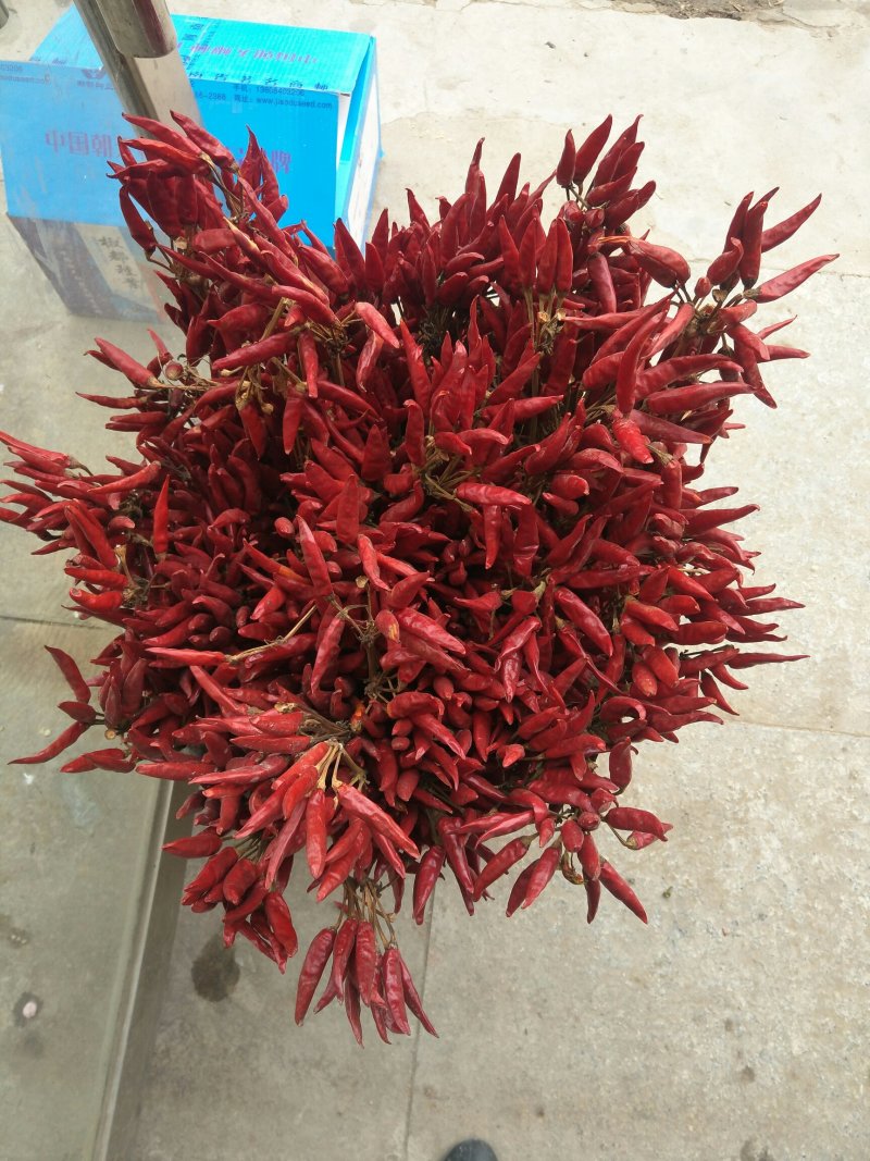 杂交高辣椒朝天椒种子，抗涝抗病签合同包回收