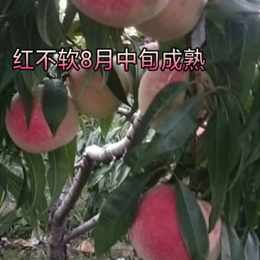 红不软桃苗中桃9号红桃9号桃树苗南北方种植