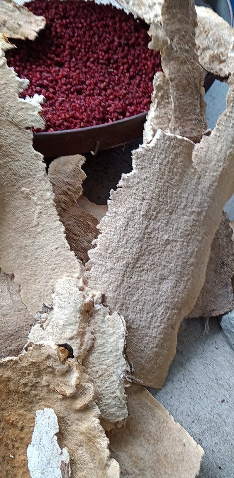 东北野生白耙齿菌，又是耙齿菌，褐色耙齿菌。