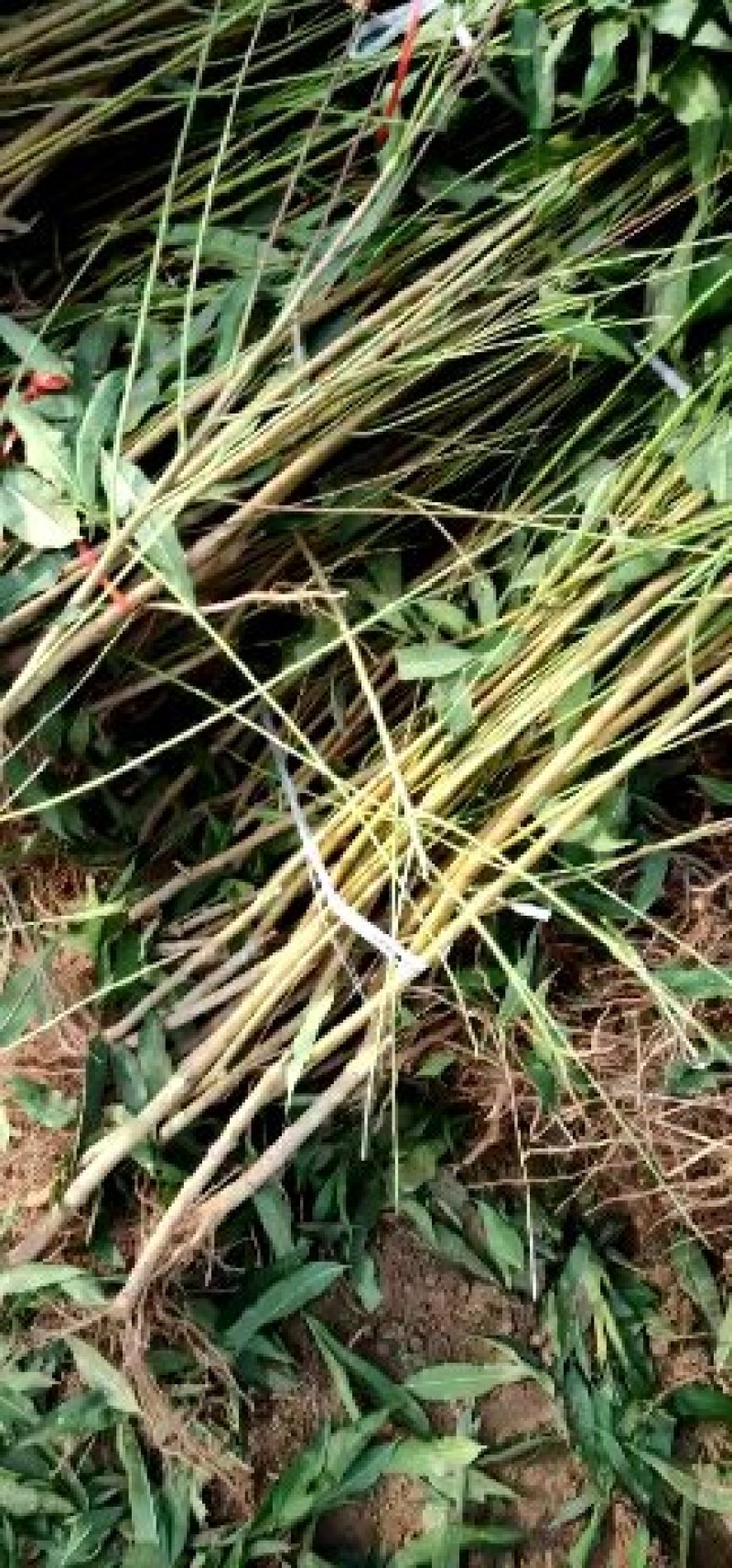 映霜红桃苗套袋映双红桃树苗南北方种植