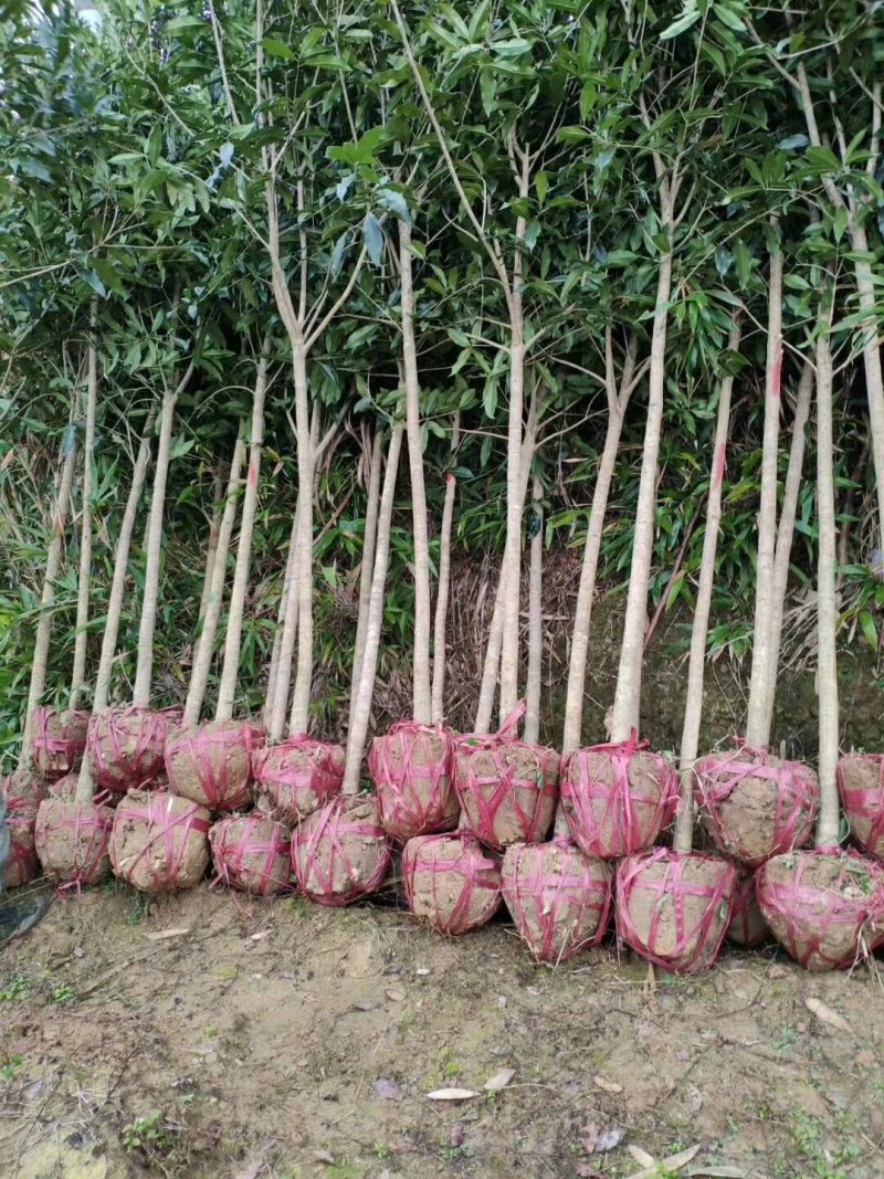 大量桂花苗
