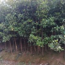 大量桂花苗