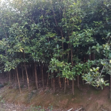 大量桂花苗