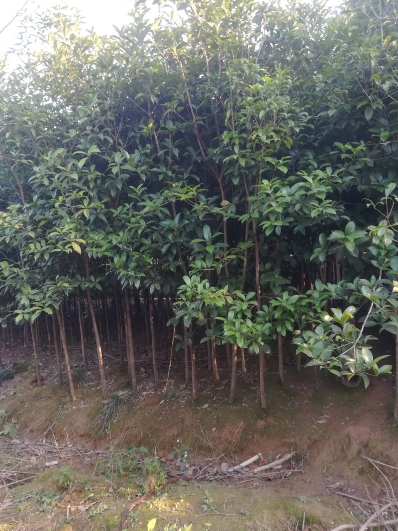 大量桂花苗
