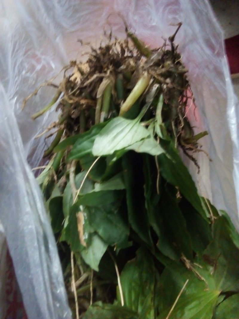 野生鲜见血清统货散装