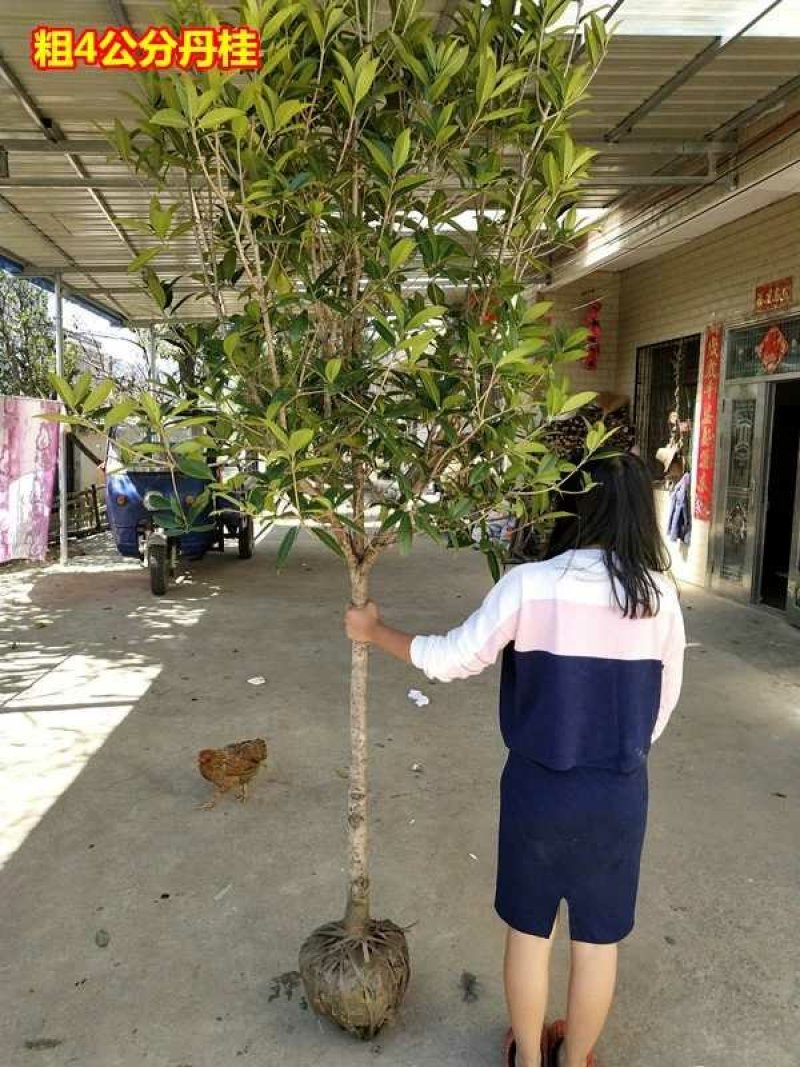 桂花树红桂花大树金桂黄丹桂桂花树苗桂花苗庭院盆栽征地绿化