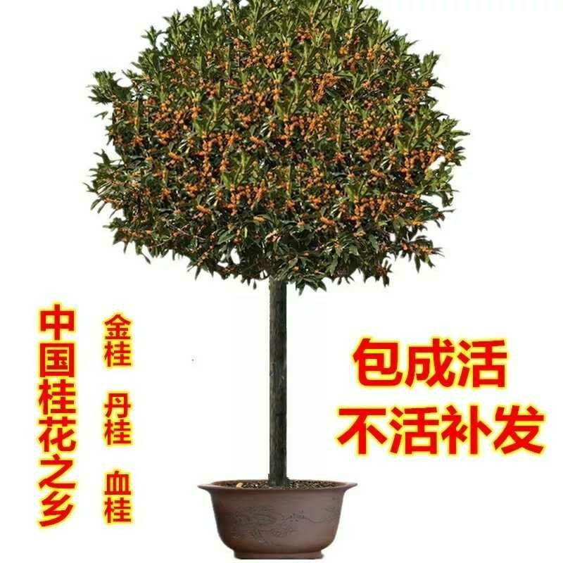 桂花树红桂花大树金桂黄丹桂桂花树苗桂花苗庭院盆栽征地绿化