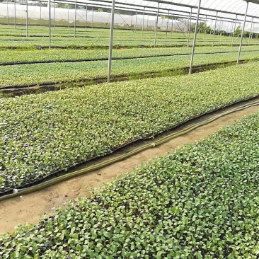 130亩苗厂西兰花苗
