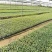 130亩苗厂西兰花苗