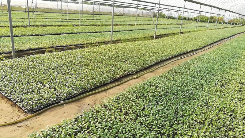 130亩苗厂西兰花苗