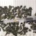 桑叶茶霜后桑叶茶散装