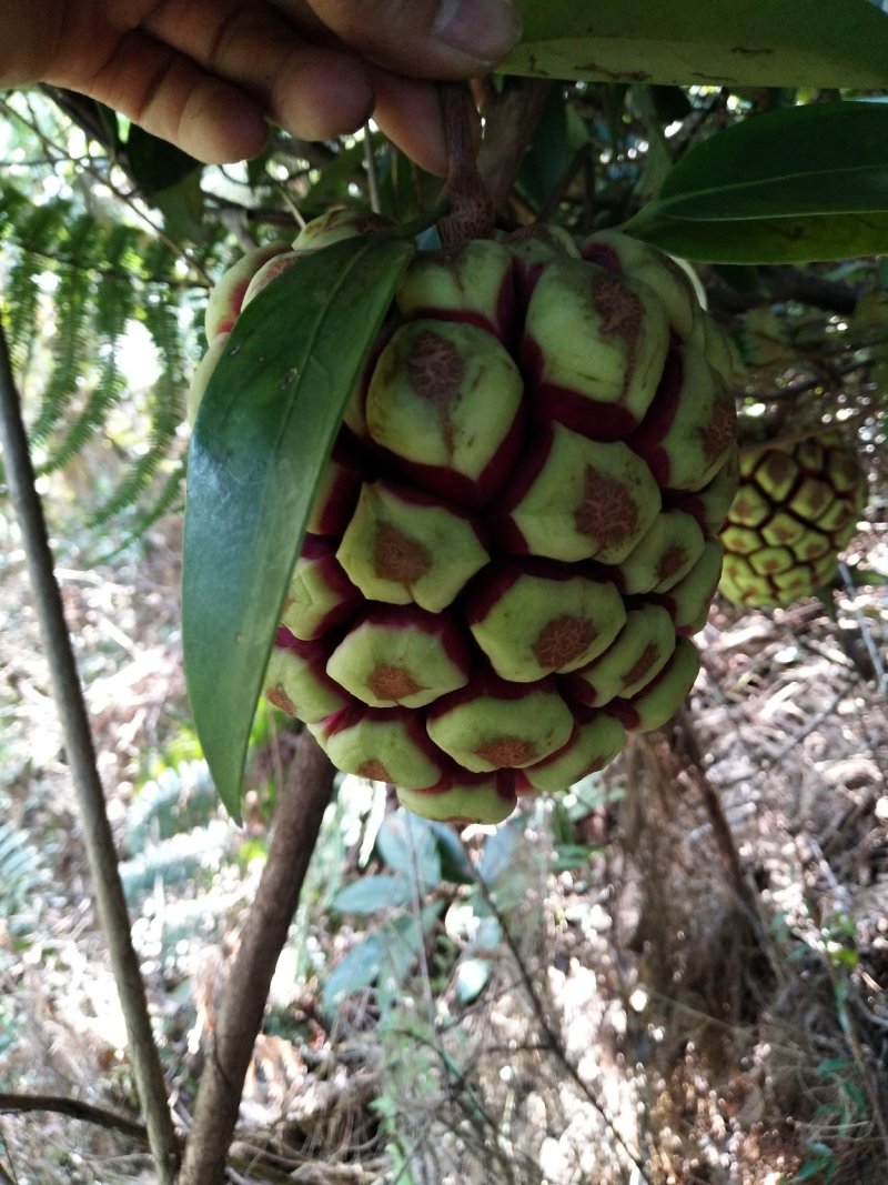 高山野生黑老虎果