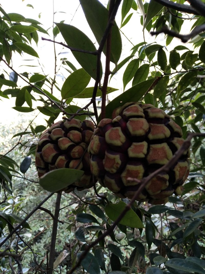高山野生黑老虎果