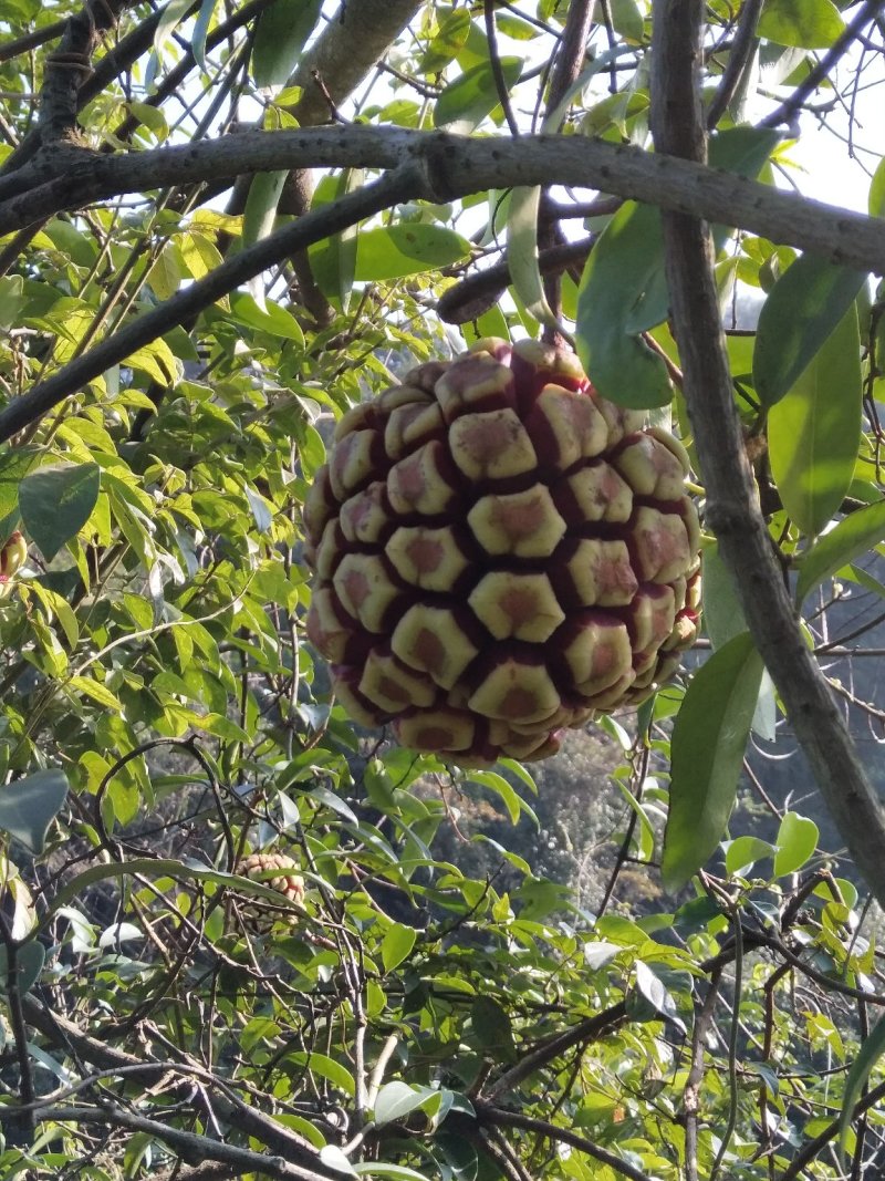 高山野生黑老虎果