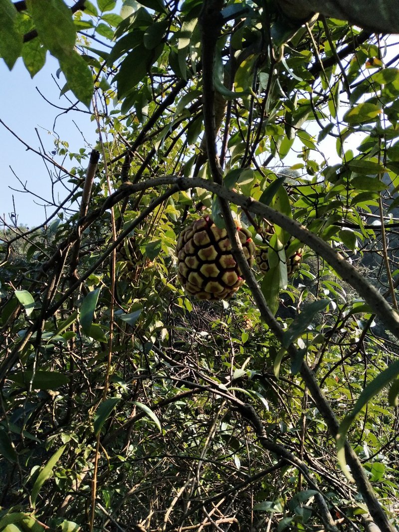 高山野生黑老虎果