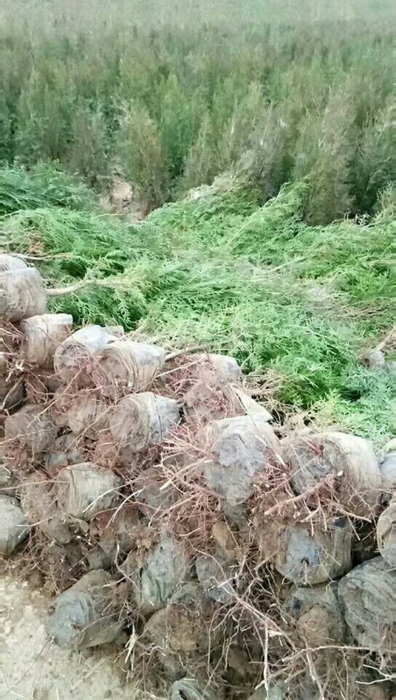 侧柏