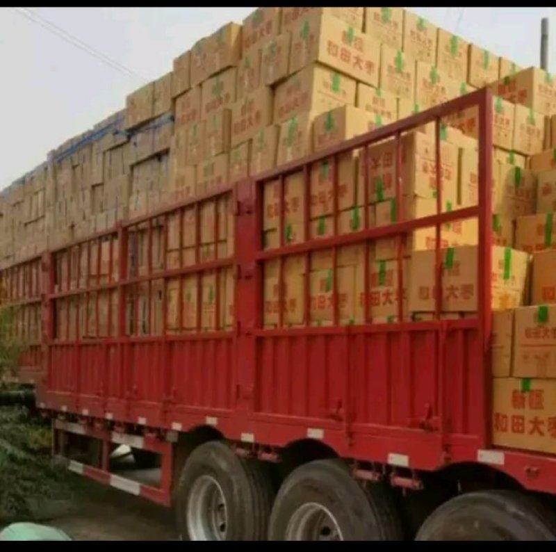 新疆大枣