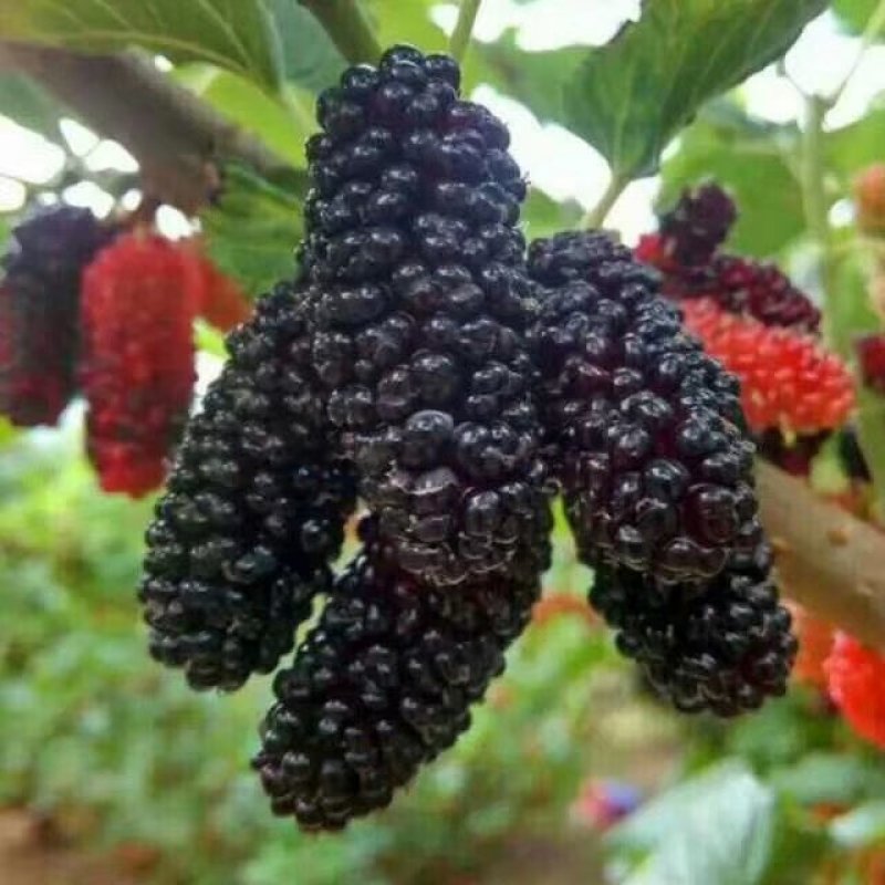 桑树苗