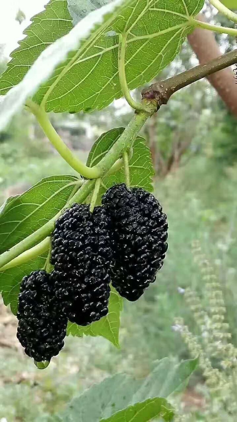 桑树苗