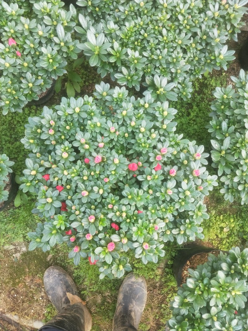 杜鹃