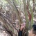映山红