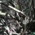 映山红