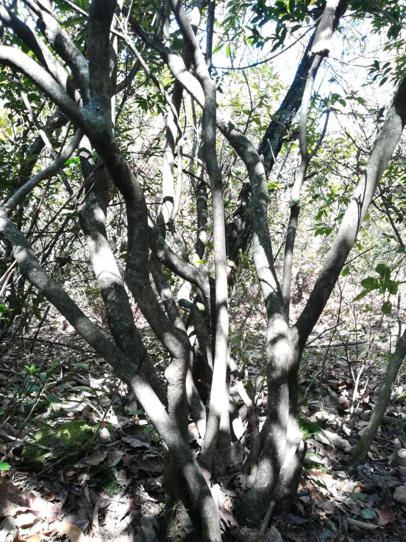 映山红