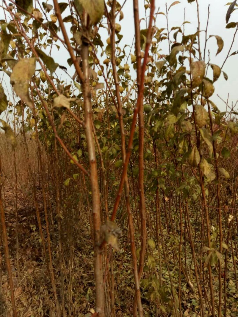 砀山酥红香梨树苗，品种纯，产量好，苗圃现挖，保湿发货